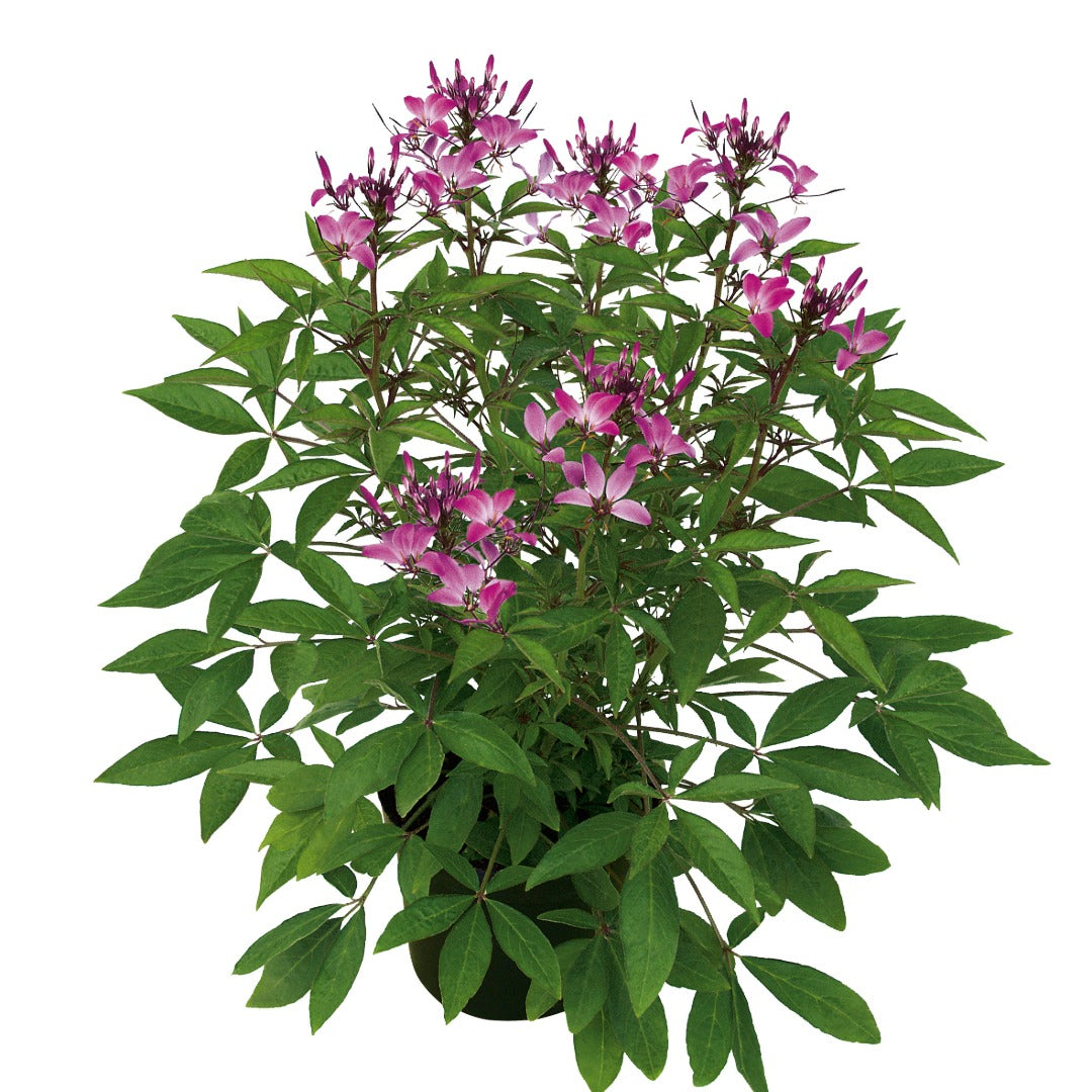 Cleome 'Senorita Rosalita' – Senorita Rosalita® Spiderflower