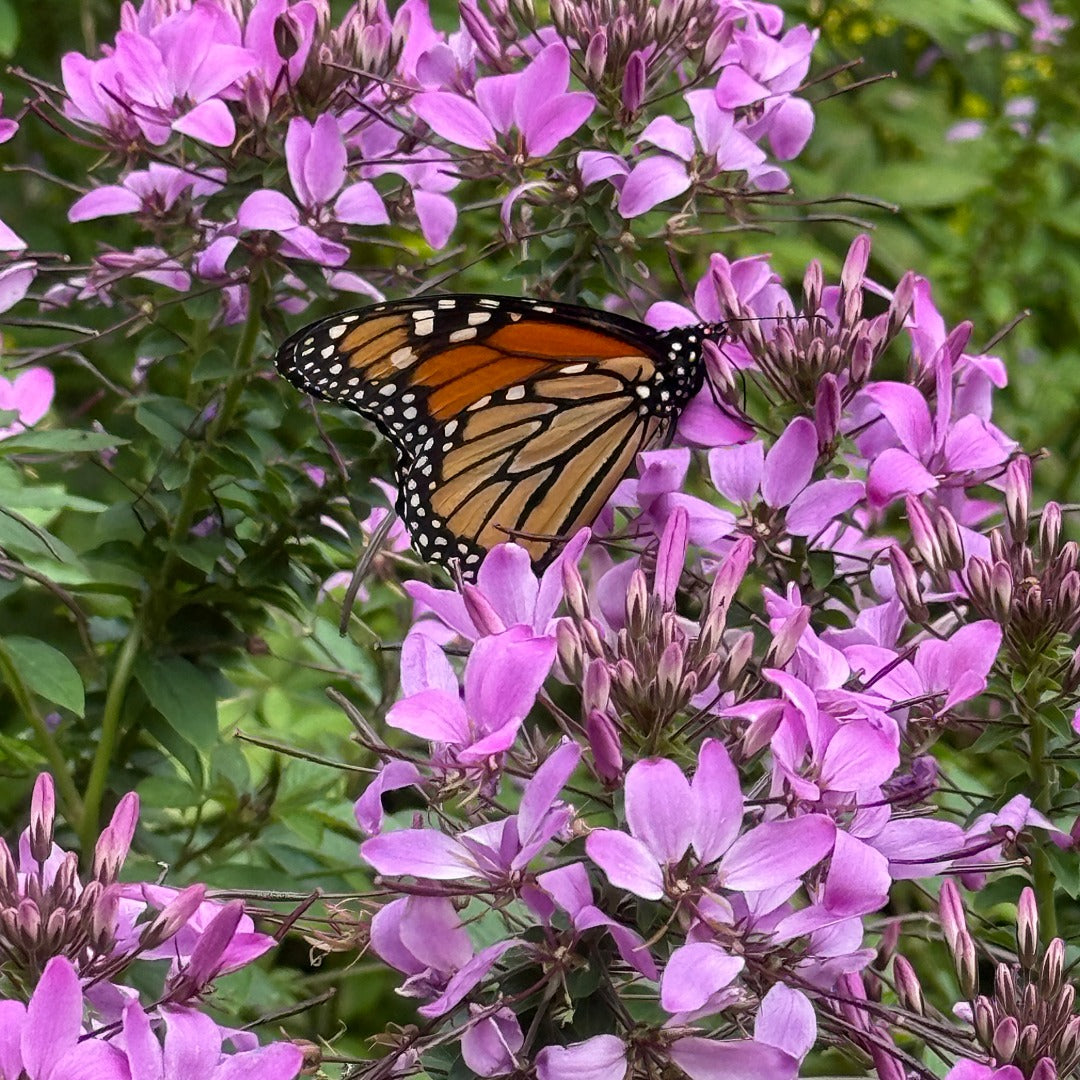 Cleome 'Senorita Rosalita' – Senorita Rosalita® Spiderflower
