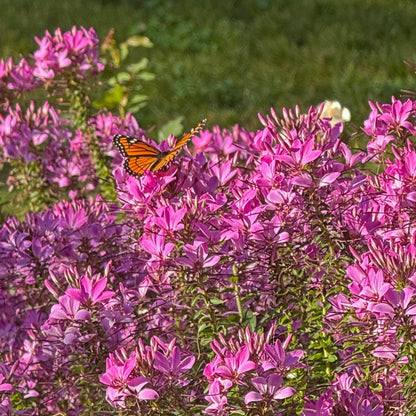 Cleome 'Senorita Rosalita' – Senorita Rosalita® Spiderflower