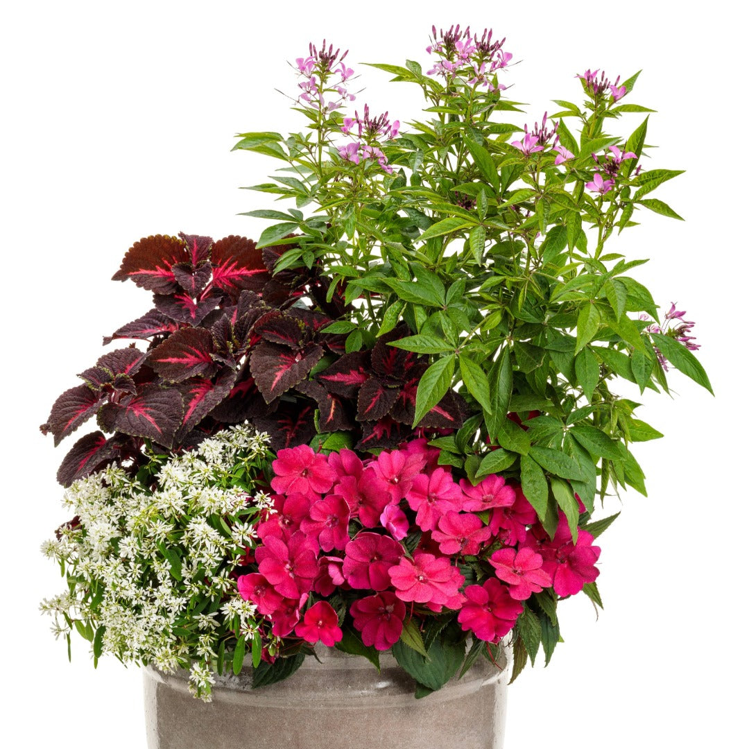 Cleome 'Senorita Rosalita' – Senorita Rosalita® Spiderflower