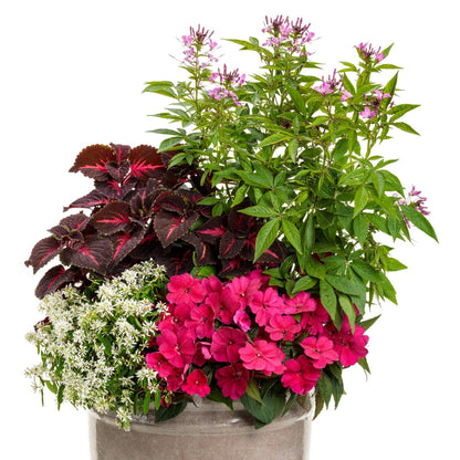 Cleome 'Senorita Rosalita' – Senorita Rosalita® Spiderflower