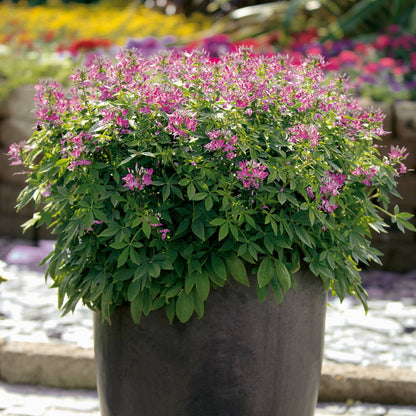 Cleome 'Senorita Rosalita' – Senorita Rosalita® Spiderflower