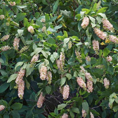 Clethra alnifolia 'Ruby Spice' – Ruby Spice Summersweet