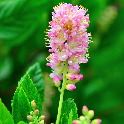 Clethra alnifolia 'Ruby Spice' – Ruby Spice Summersweet