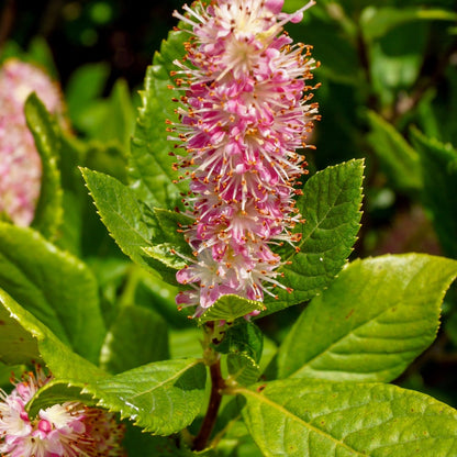 Clethra alnifolia 'Ruby Spice' – Ruby Spice Summersweet
