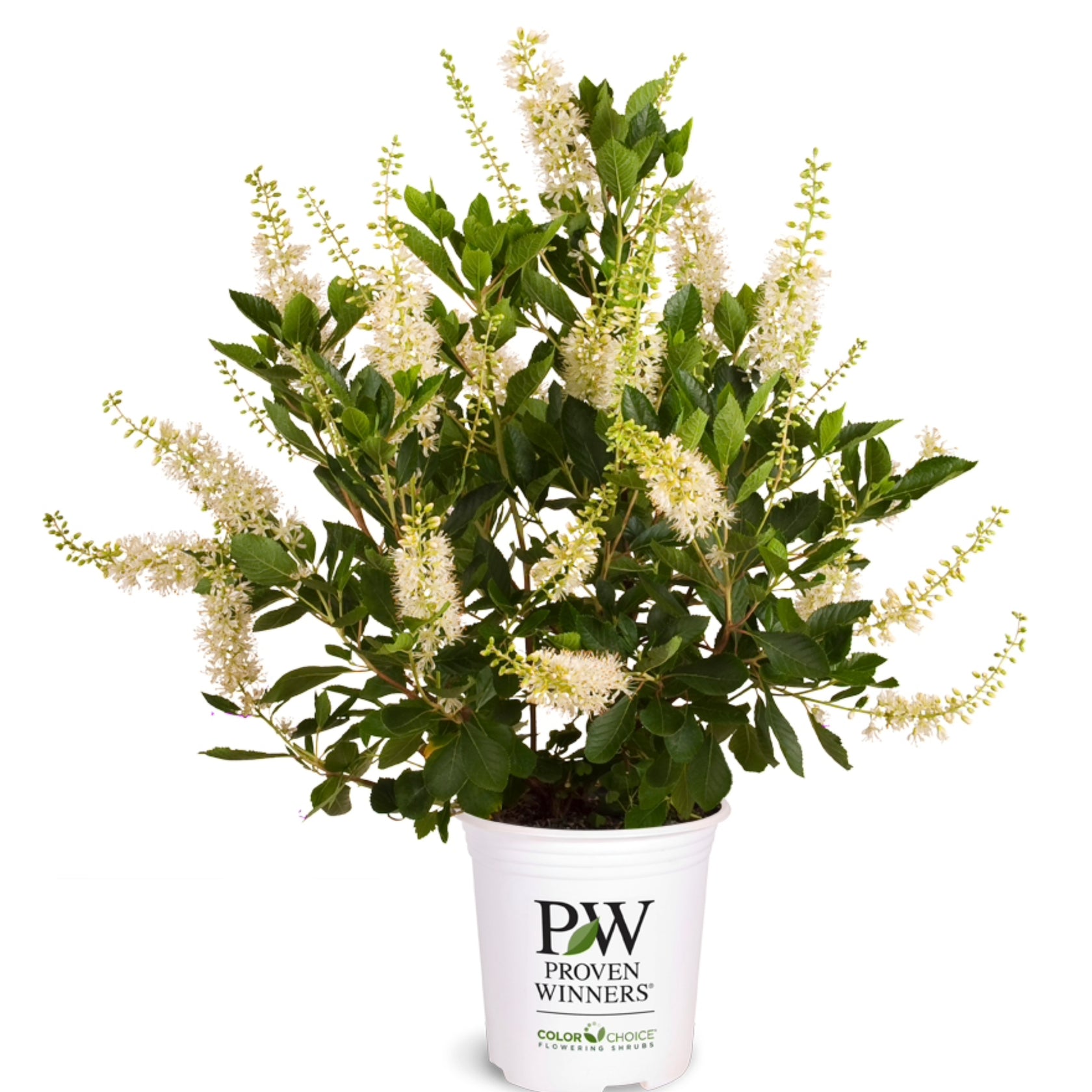 Clethra Vanilla Spice