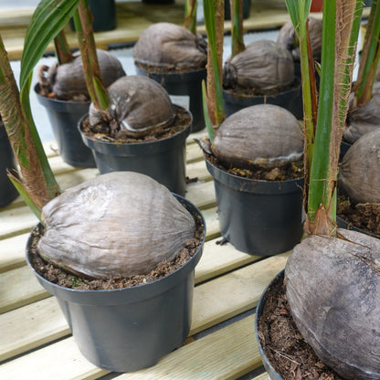 Cocos nucifera L. – Palmier Cocotier