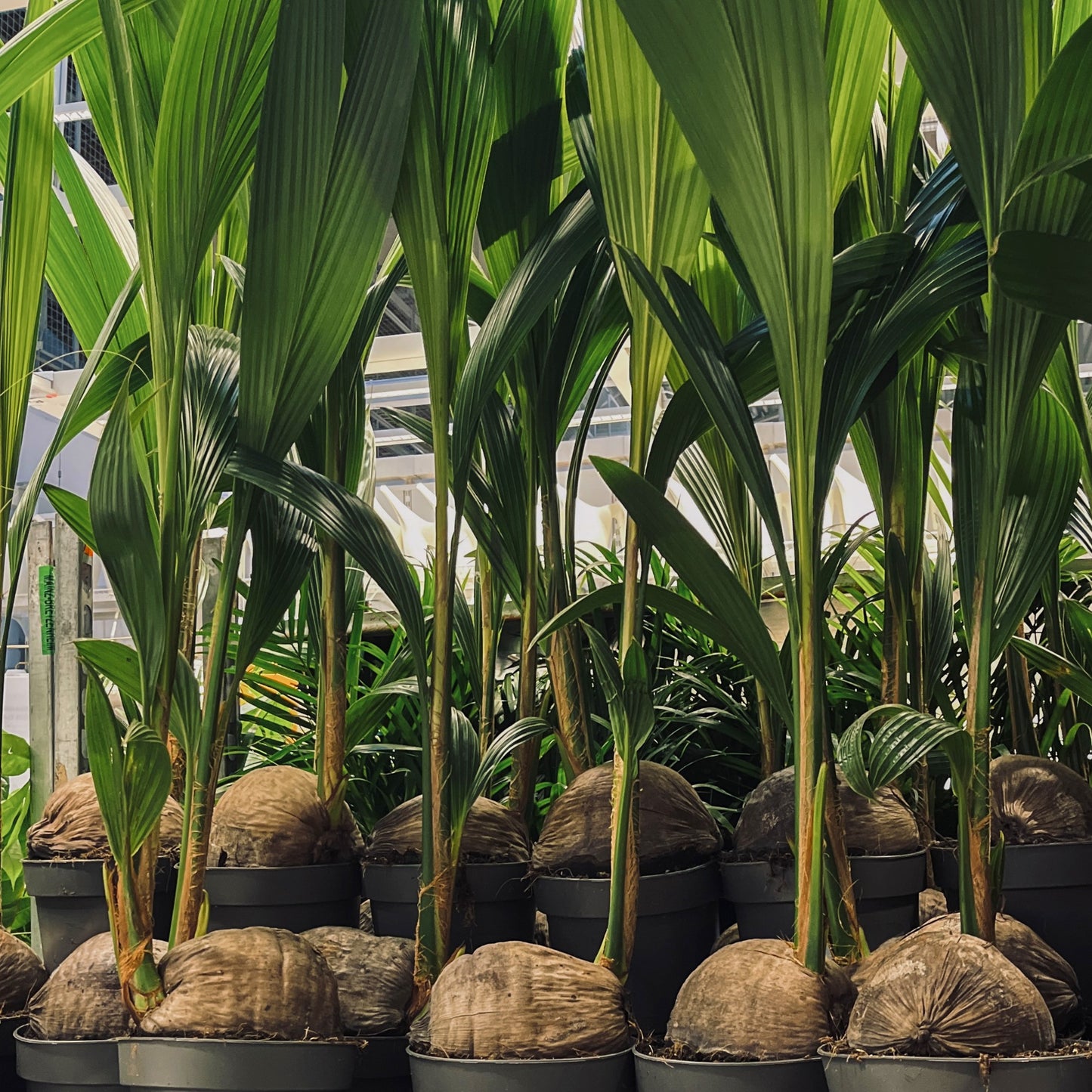 Cocos nucifera L. – Palmier Cocotier