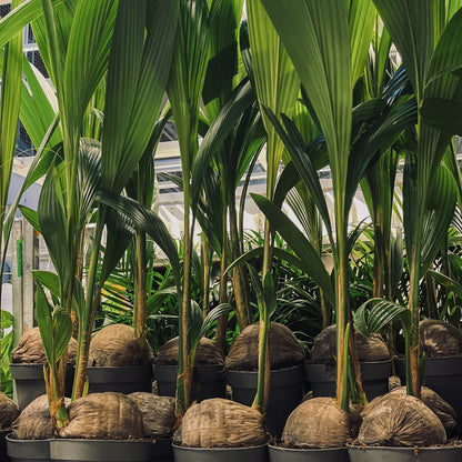 Cocos nucifera L. – Palmier Cocotier