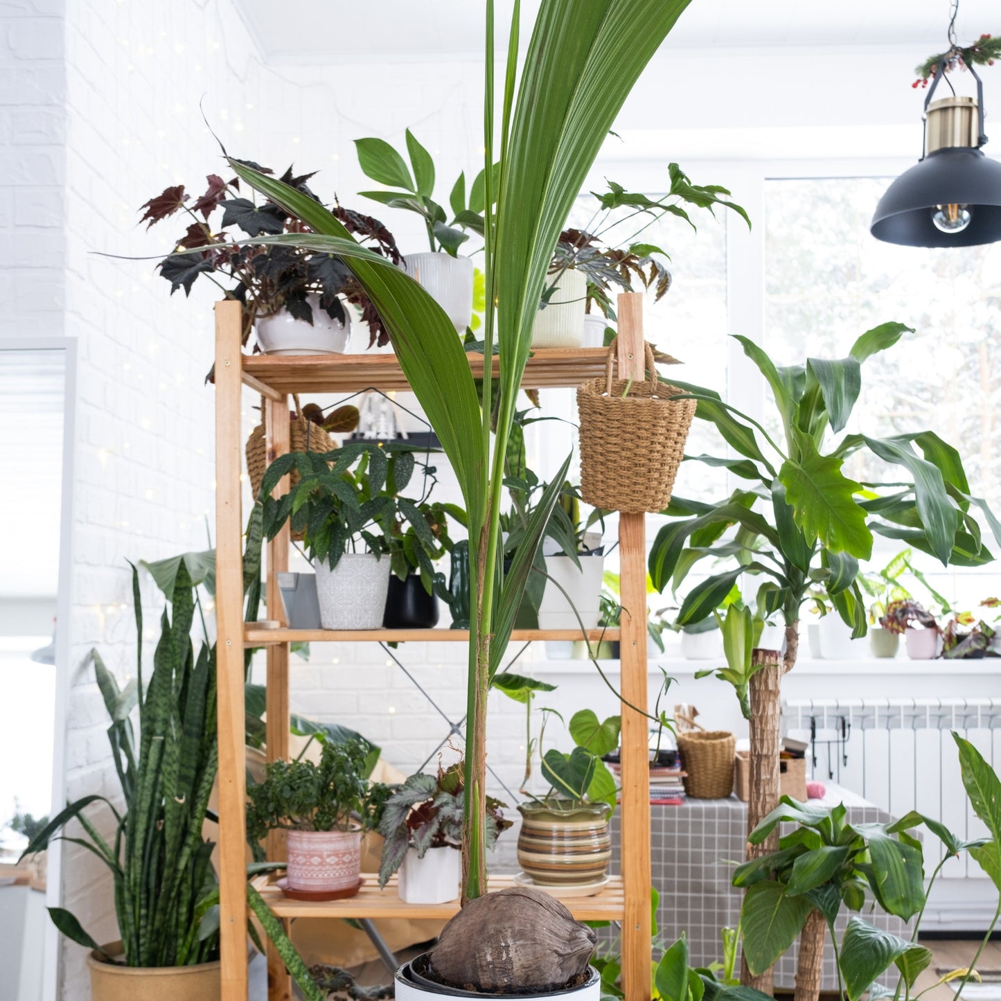 Cocos nucifera L. – Palmier Cocotier