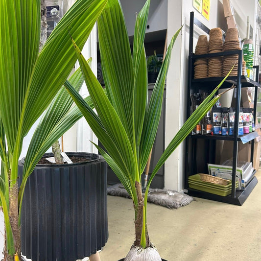 Cocos nucifera L. - Coconut Palm