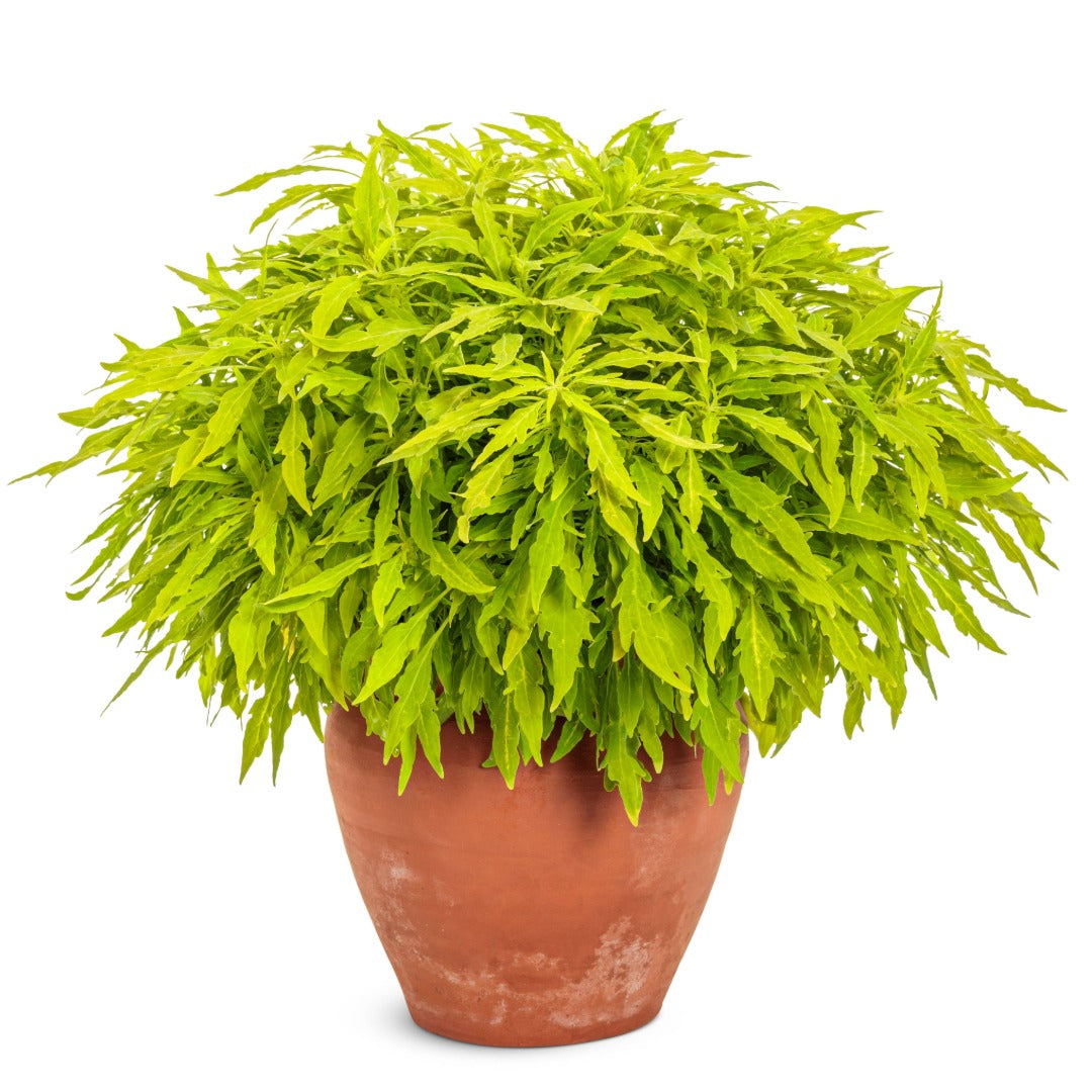 Coleus Colorblaze® Mini Me™ Chartreuse