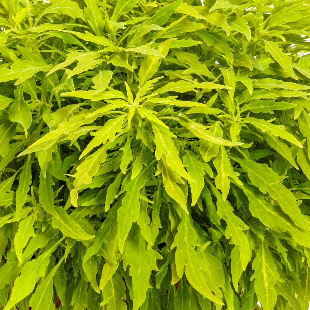Coleus Colorblaze® Mini Me™ Chartreuse