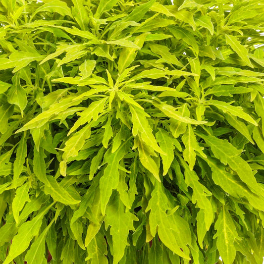 Coleus Colorblaze® Mini Me™ Chartreuse