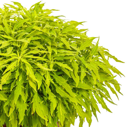 Coleus Colorblaze® Mini Me™ Chartreuse