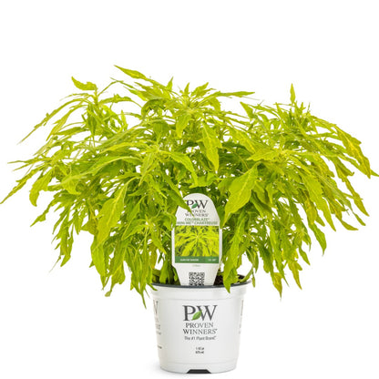 Coleus Colorblaze® Mini Me™ Chartreuse