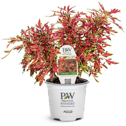Coleus Colorblaze® Mini Me™ Watermelon