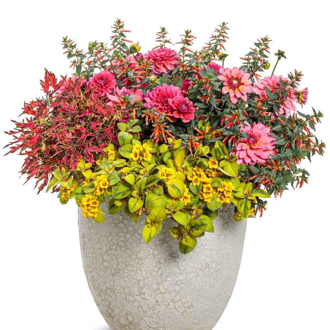 Coleus Colorblaze® Mini Me™ Watermelon