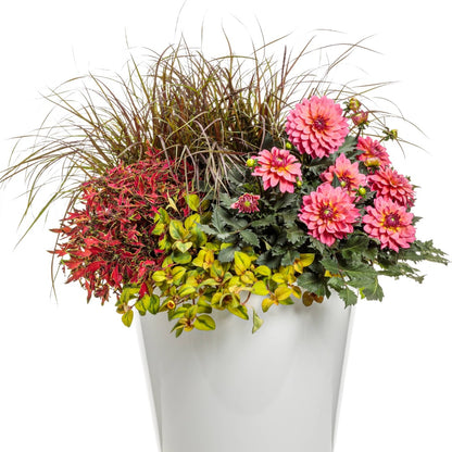 Coleus Colorblaze® Mini Me™ Watermelon