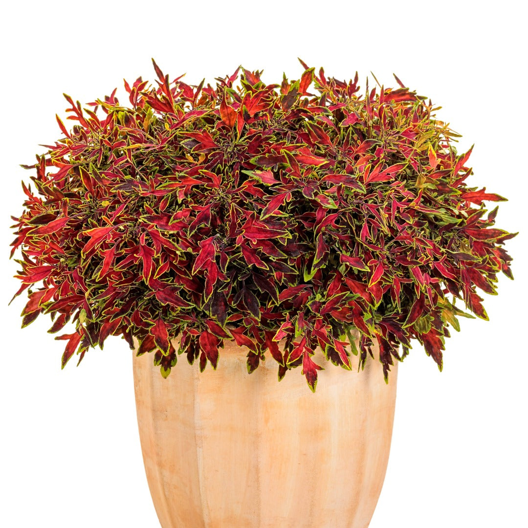 Coleus Colorblaze® Mini Me™ Watermelon
