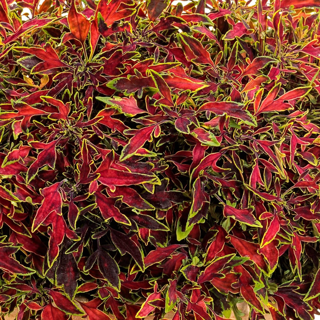 Coleus Colorblaze® Mini Me™ Watermelon