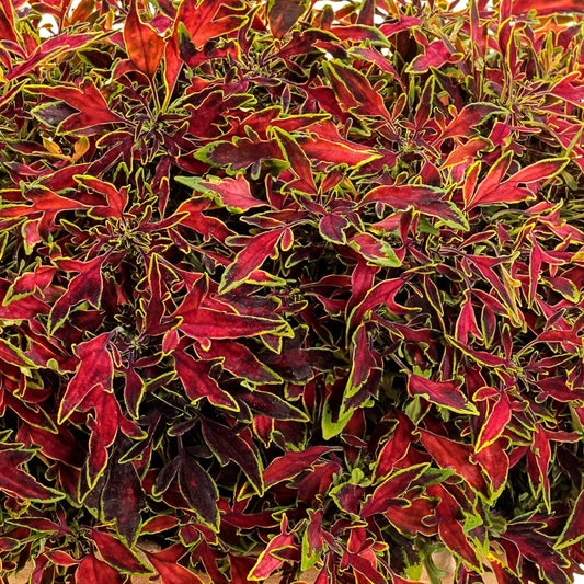 Coleus Colorblaze® Mini Me™ Watermelon
