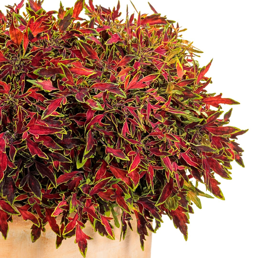 Coleus Colorblaze® Mini Me™ Watermelon
