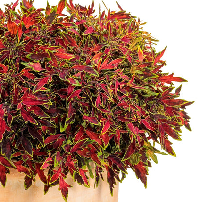 Coleus Colorblaze® Mini Me™ Watermelon