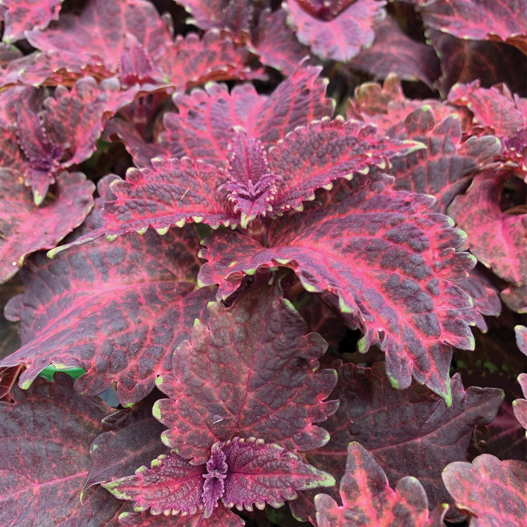 Coleus 'Red Ruffles' – Jardineries Botanix