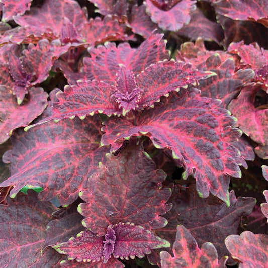 Coleus 'Red Ruffles'