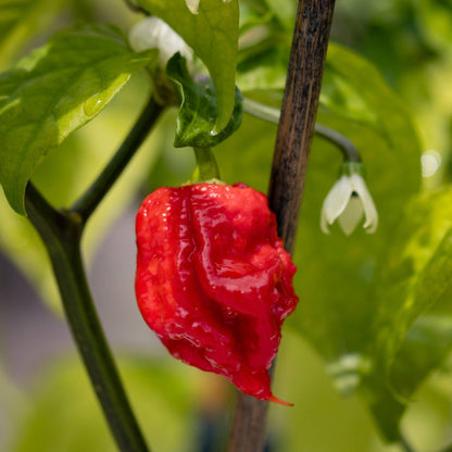 Hot Pepper Collection – Assorted Varieties