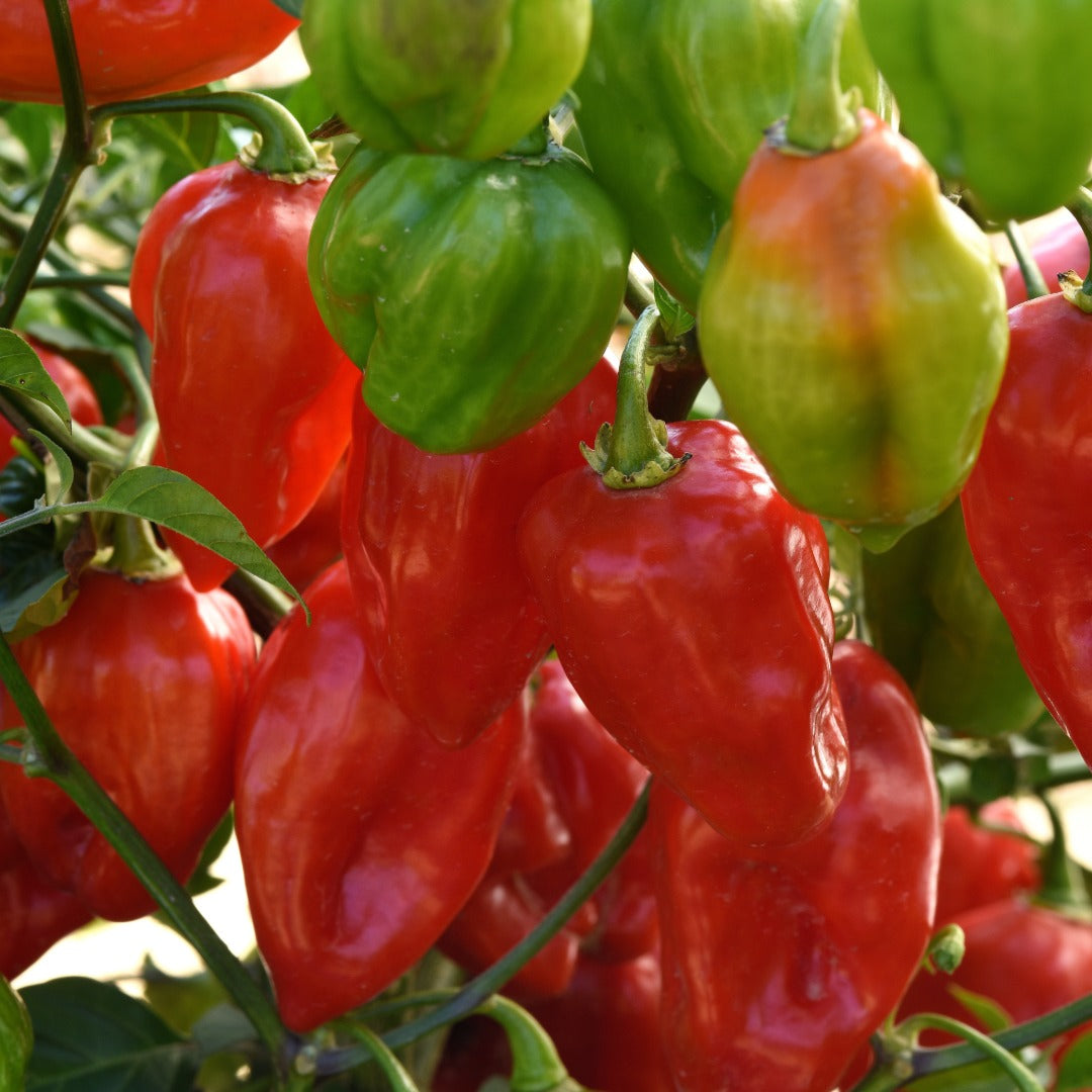 Hot Pepper Collection – Assorted Varieties