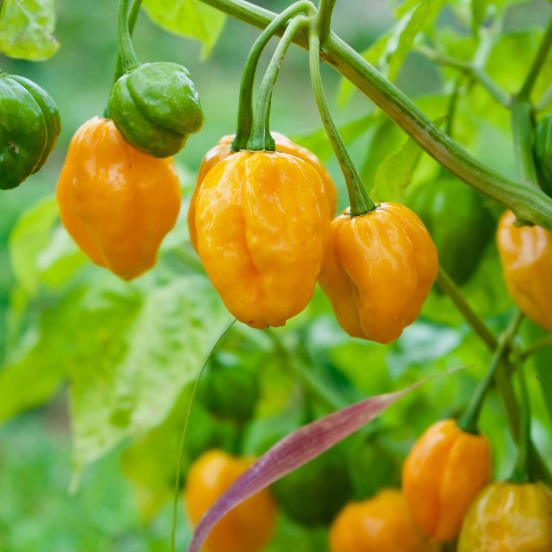 Hot Pepper Collection – Assorted Varieties