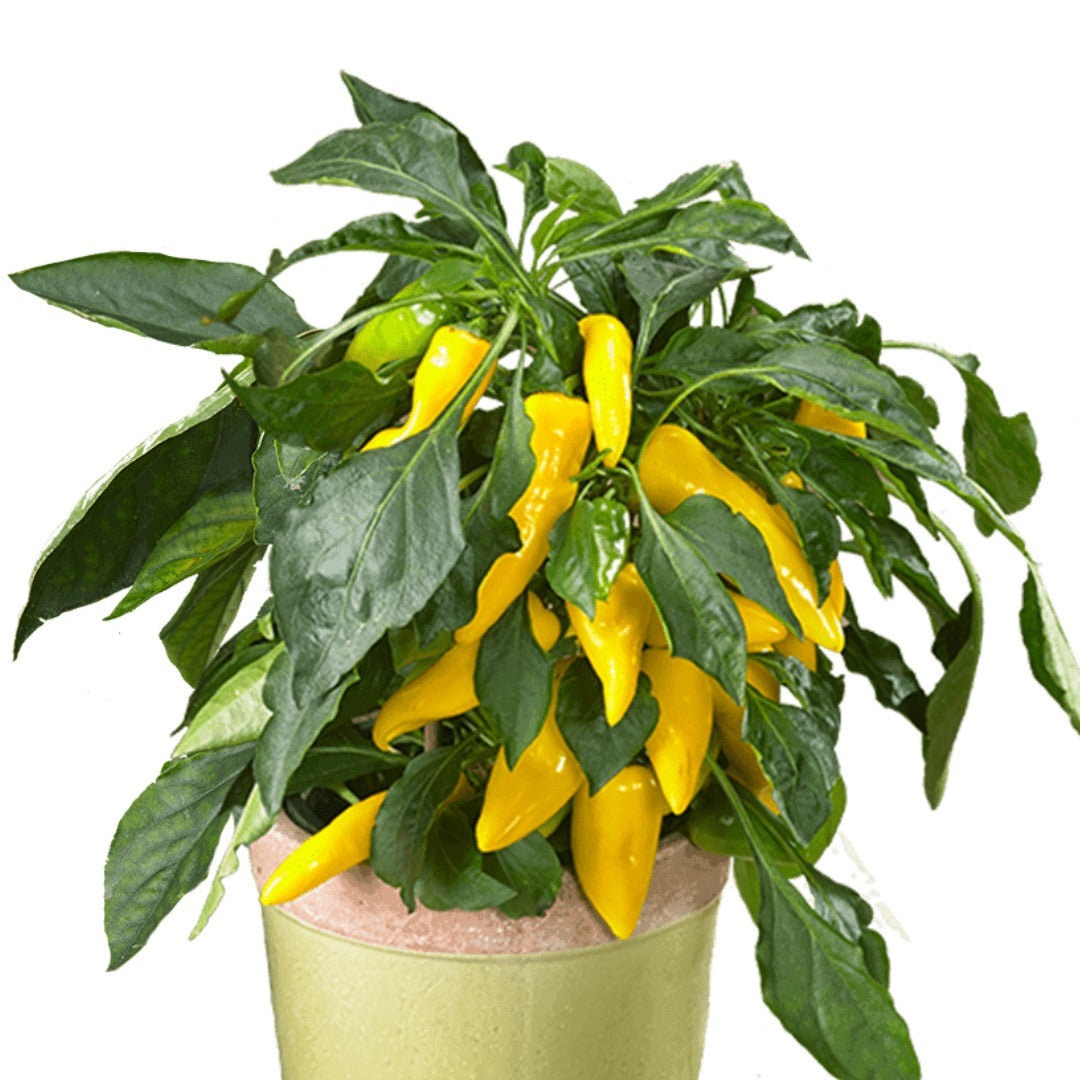 Hot Pepper Collection – Assorted Varieties