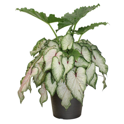 Proven Winners® Alocasia and Caladium Combo