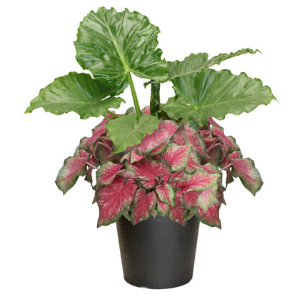 Proven Winners® Alocasia and Caladium Combo