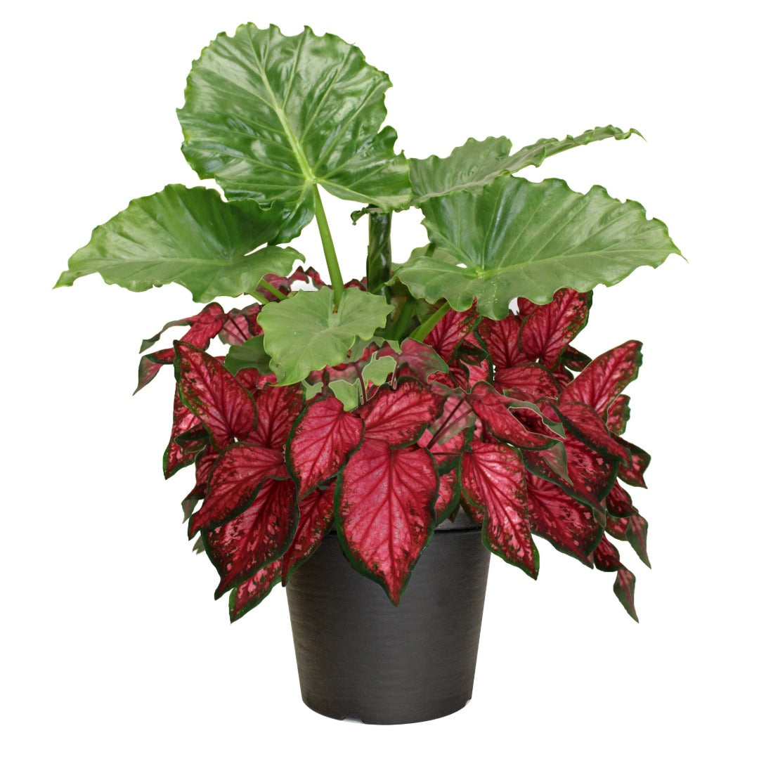 Proven Winners® Alocasia and Caladium Combo