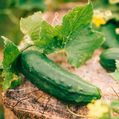 Our Must-Have Cucumber Varieties