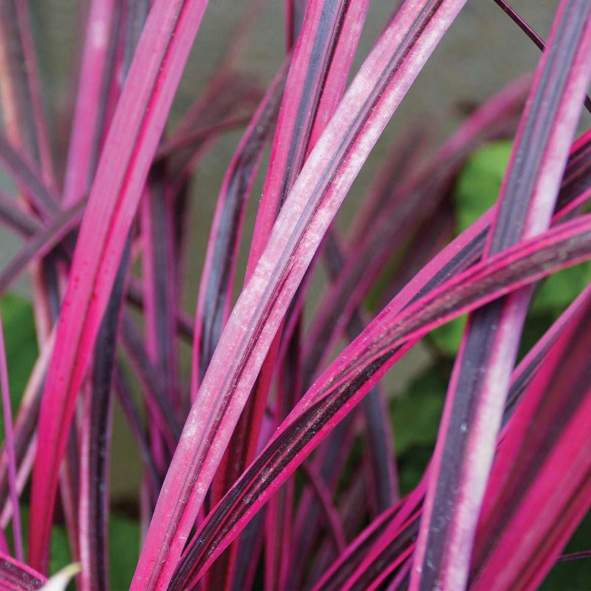 Festival Raspberry Fun Cordyline FESTIVAL™ Raspberry – Jardineries Botanix