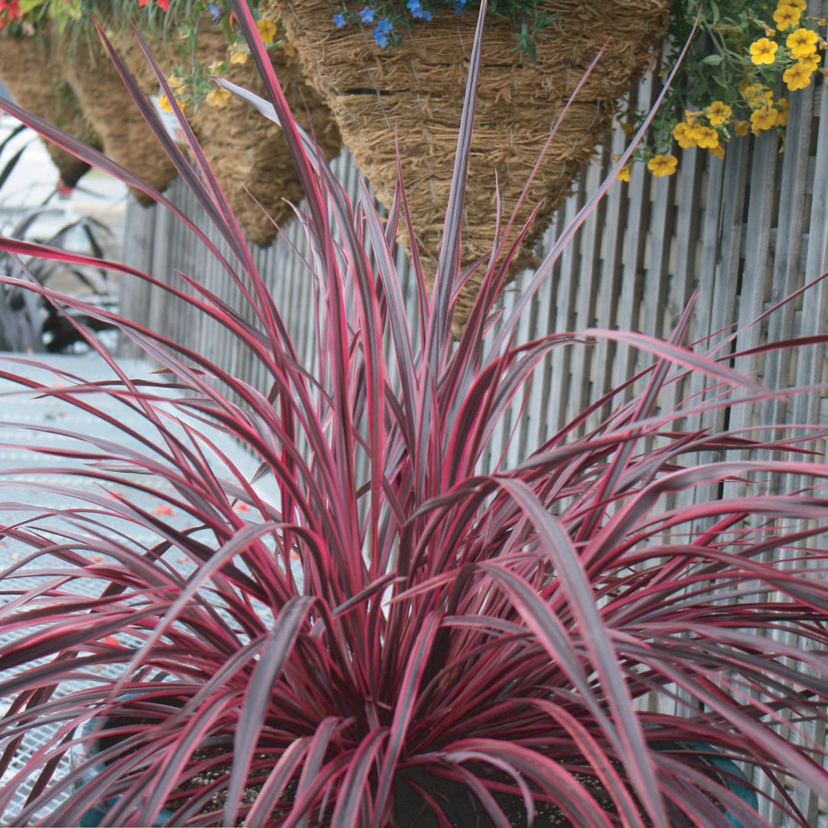 Festival Raspberry Fun Cordyline FESTIVAL™ Raspberry – Jardineries Botanix