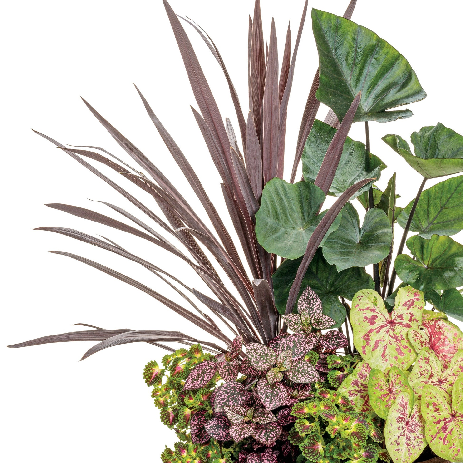 false dracaena red sensation Red Sensation' False Dracaena – Jardineries Botanix