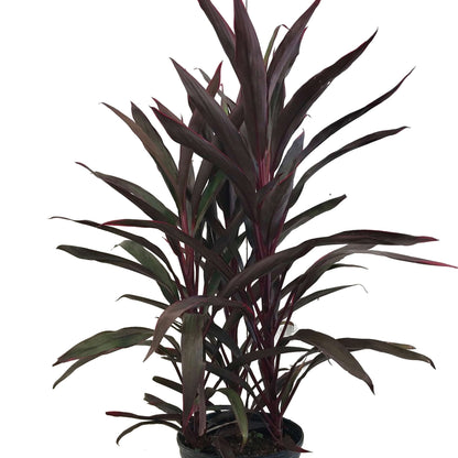 Red Sensation' False Dracaena