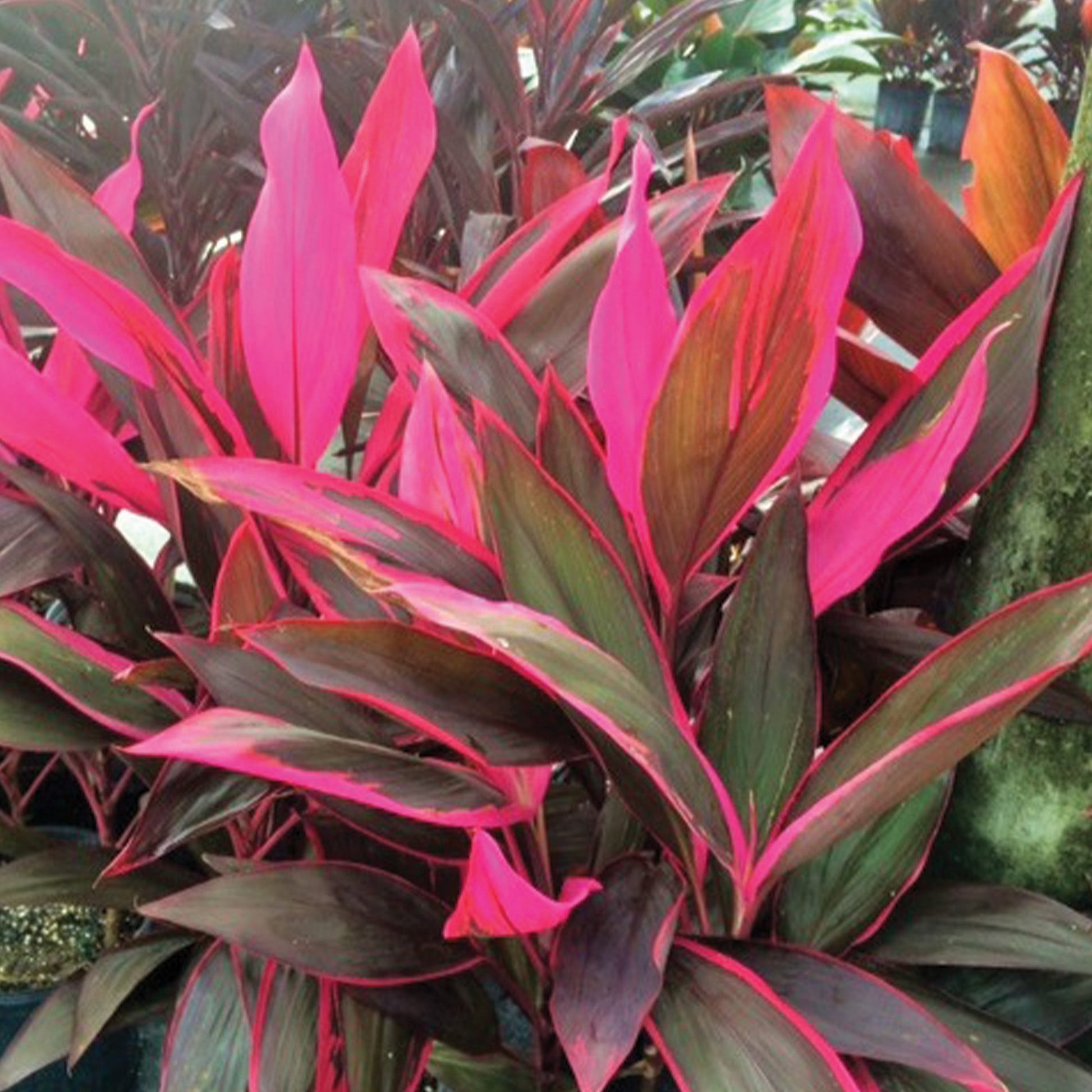 dracaena red sister Cordyline 'Red Sister' | Vibrant Red-Pink Foliage