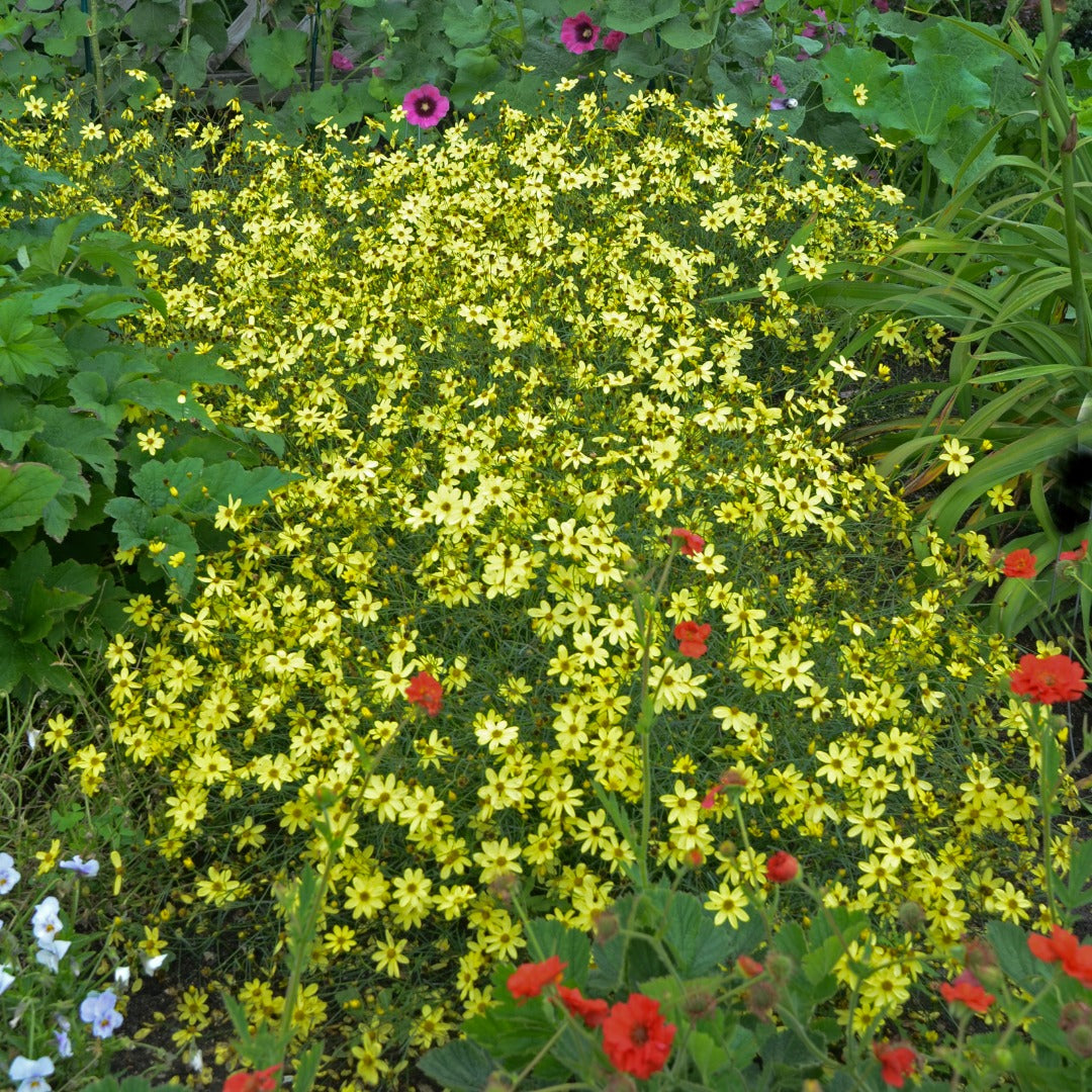 Coreopsis verticillata 'Moonbeam' – 'Moonbeam' Threadleaf Coreopsis