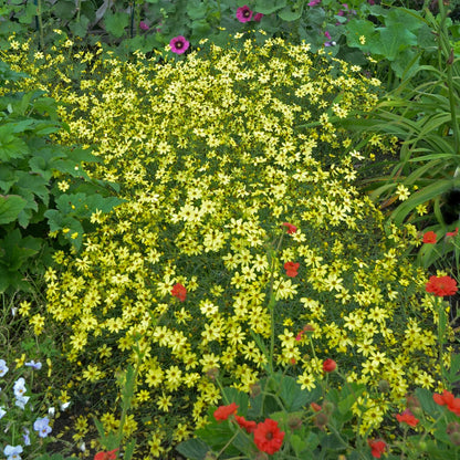 Coreopsis verticillata 'Moonbeam' – 'Moonbeam' Threadleaf Coreopsis