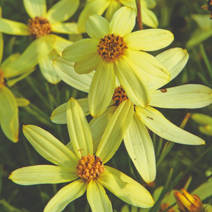Coreopsis verticillata 'Moonbeam' – 'Moonbeam' Threadleaf Coreopsis