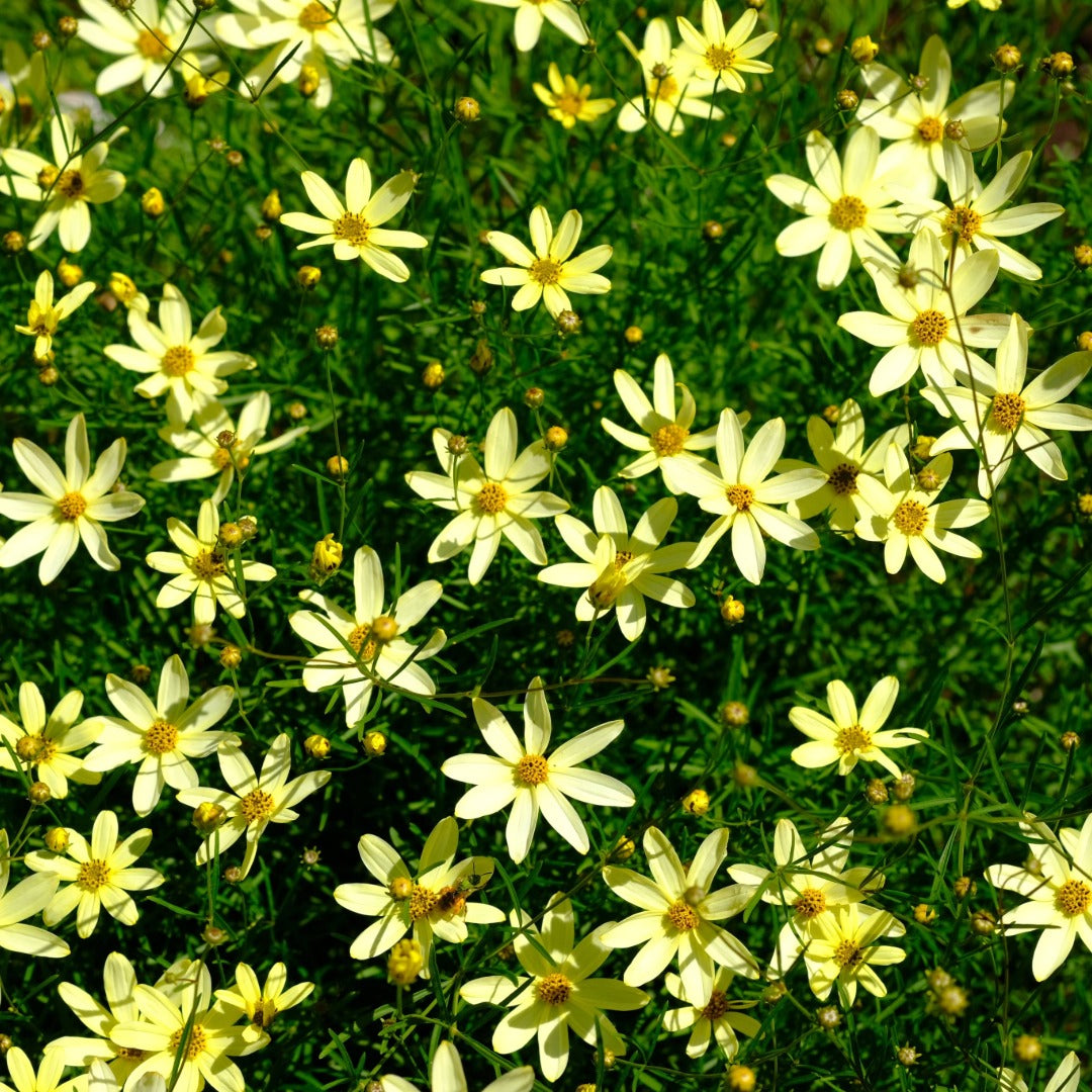 Coreopsis verticillata 'Moonbeam' – 'Moonbeam' Threadleaf Coreopsis