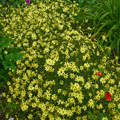 Coreopsis verticillata 'Moonbeam' – 'Moonbeam' Threadleaf Coreopsis