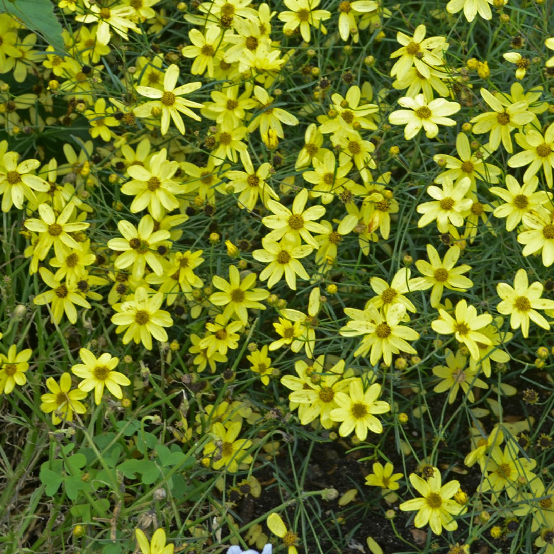 Coreopsis verticillata 'Moonbeam' – 'Moonbeam' Threadleaf Coreopsis