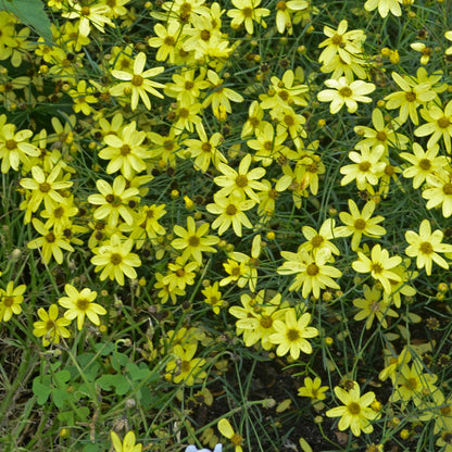Coreopsis verticillata 'Moonbeam' – 'Moonbeam' Threadleaf Coreopsis